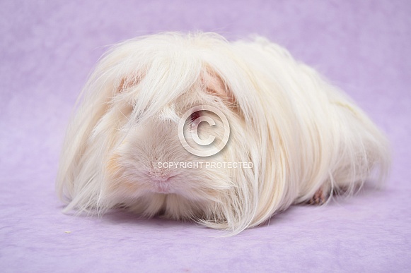 Peruvian Guinea Pig