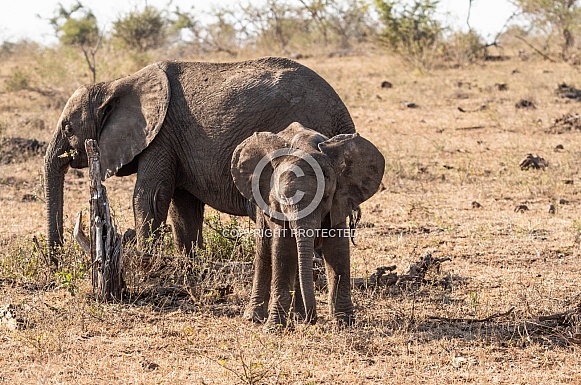 African Elephant