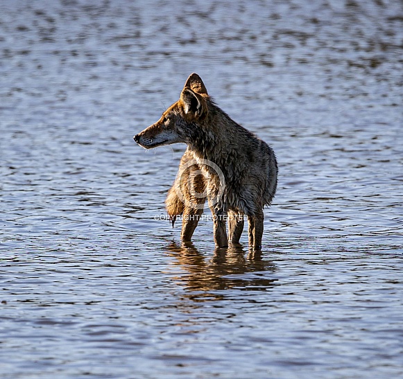 Coyote