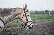 Flea-bitten Grey Race Horse