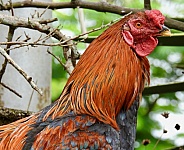 Wild Indonesian Rooster