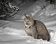 Canada Lynx-Lynx in Morning Light