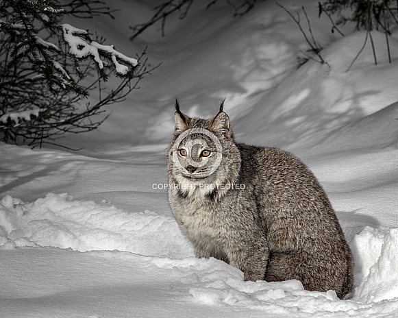 Canada Lynx-Lynx in Morning Light