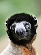 Crowned Sifaka