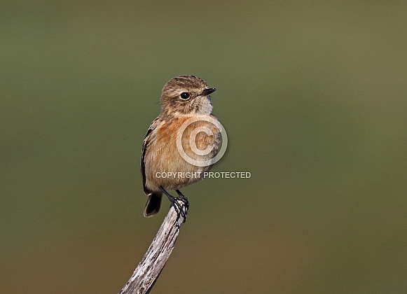 Stonechat Stonechat