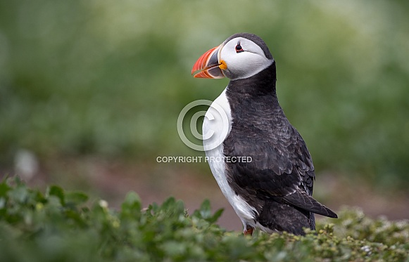 Puffin the birds from the arctic.