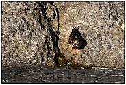 The ruddy turnstone (Arenaria interpres)