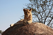 Lion on rock