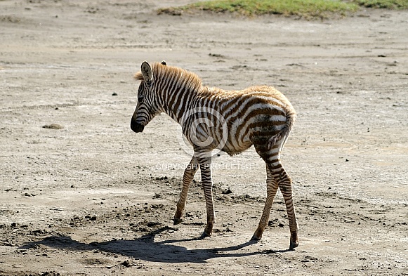 Zebra Foal