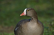 Lesser white fronted Goose