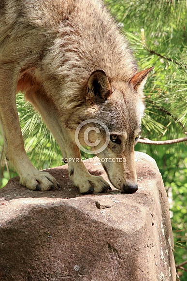 Wolf and Wolf Pups