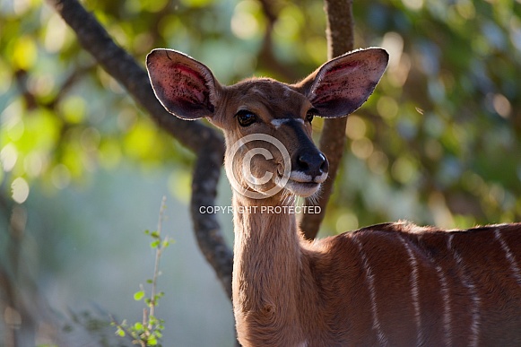 Female Nyala Portrait