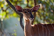 Female Nyala Portrait