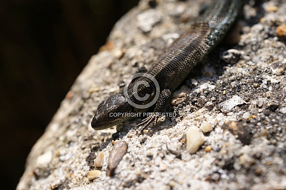 Rock Lizard