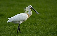 The Eurasian spoonbill