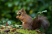 Red Squirrel
