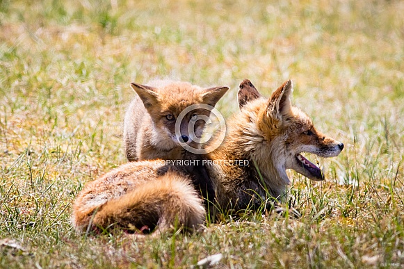 Red foxes playing in the grass