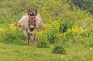 Cleo the round donkey in a field of buttercups