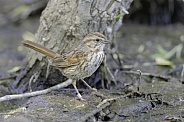 A Banded Song Sparrow in Arizona