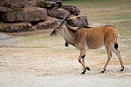 Common eland