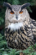 Eurasian eagle owl (Bubo bubo)