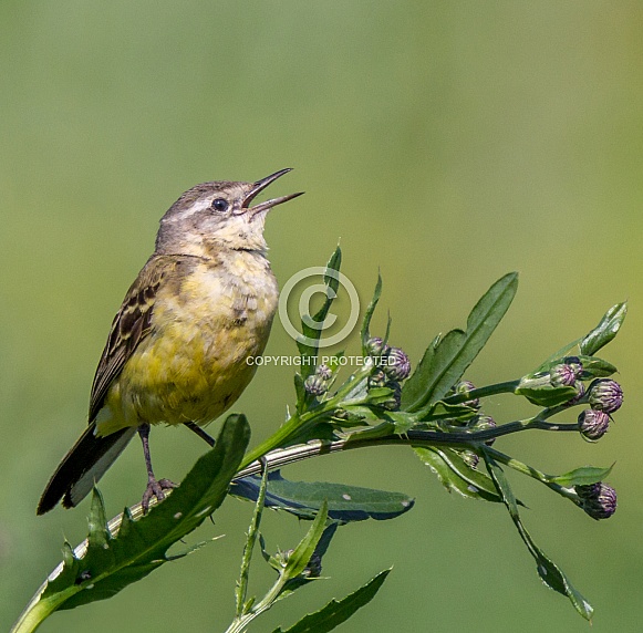 Yellow wagtail Yellow wagtail