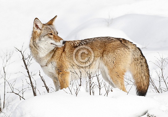 Coyote