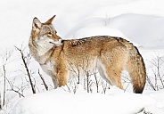 Coyote