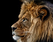 Lion---African Lion