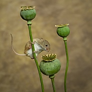 Harvest Mouse