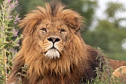 African Lion Close Up Lying In Grass