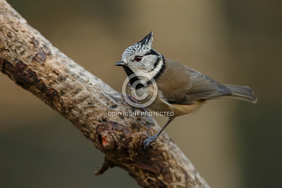 The crested tit or European crested tit