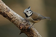 The crested tit or European crested tit