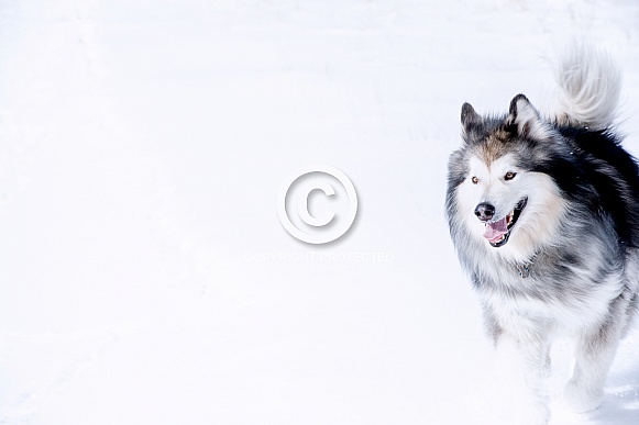 Alaskan Malamute Alaskan Malamute