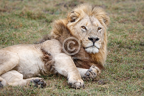 African Lion (wild)