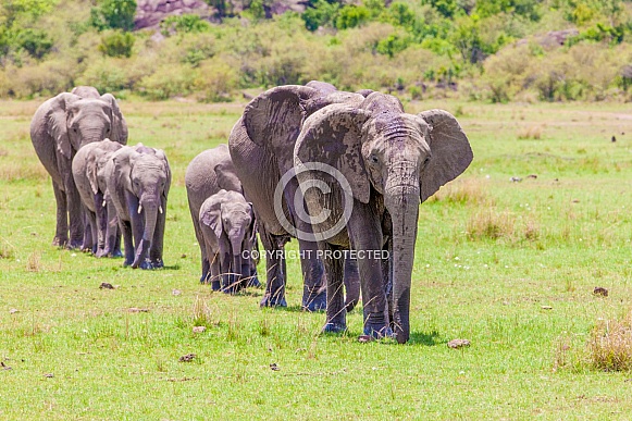 African Elephants African Elephants
