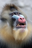 Mandrill (Mandrillus sphinx)