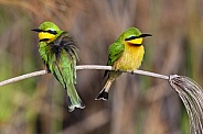 Little Bee-eaters (Merops pusillus)