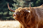 Highland Cattle-Hey Ladies Here I am