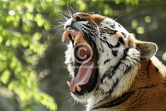 Amur Tiger