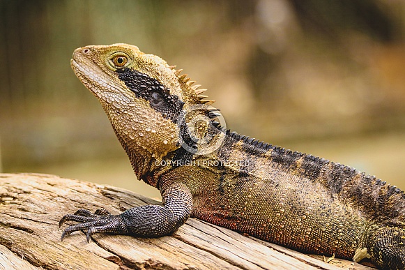 Eastern Water Dragon