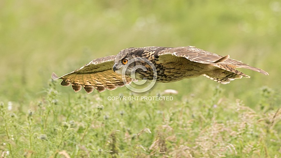 European Eagle Owl in Flight