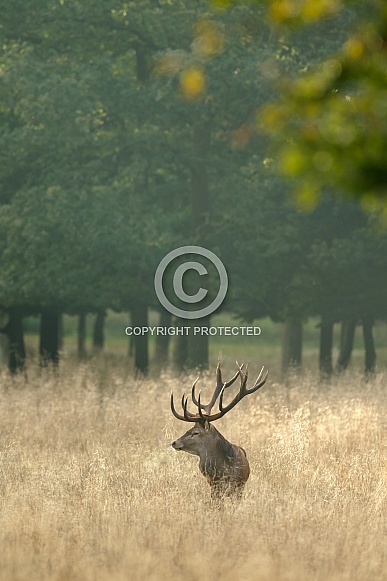 Red Deer in nature