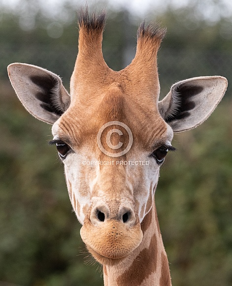 Kordofan Giraffe Close Up Head Shot Kordofan Giraffe Close Up Head Shot