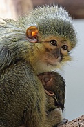 Northern Talapoin Monkey (Miopithecus Ogouensis)