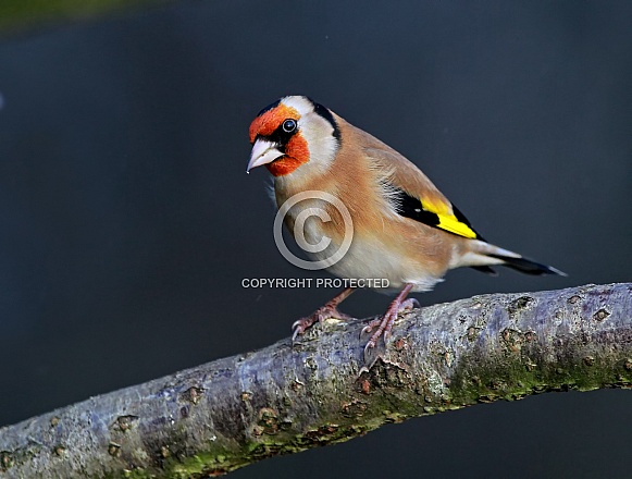 Goldfinch Goldfinch