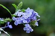 Plumbago