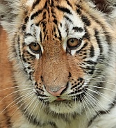 Amur Tiger Cub