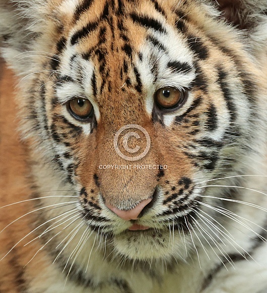 Amur Tiger Cub