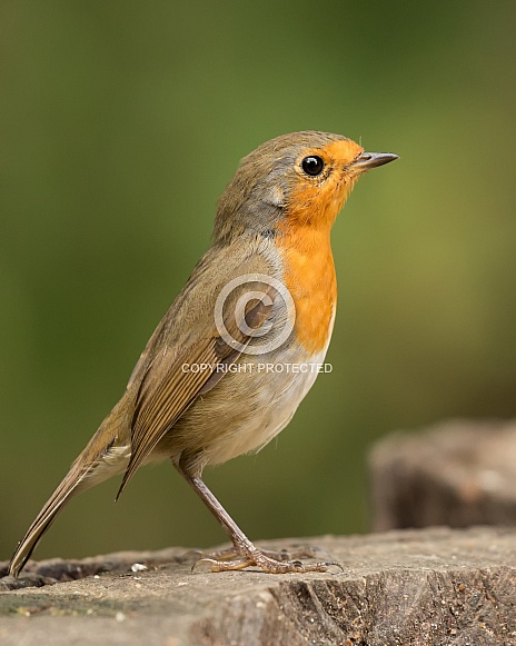 European Robin European Robin